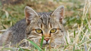 Cat Kitten Tabby Pet Young Cat  - johannaschendel / Pixabay