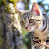 Cat Kitten Tabby Whiskers Face  - StefanVögeli / Pixabay