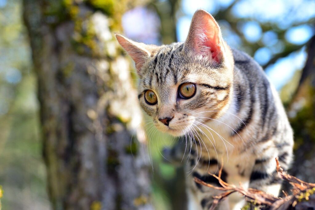 Cat Kitten Tabby Whiskers Face  - StefanVögeli / Pixabay