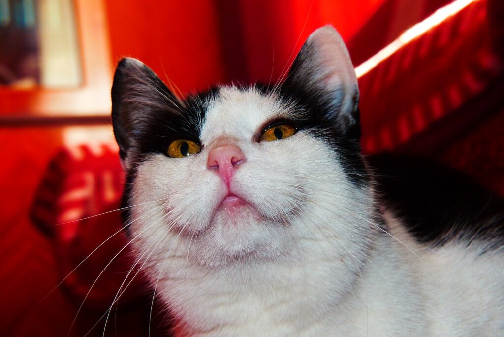 Cat Kitty Portrait Eyes  - krzysztofniewolny / Pixabay