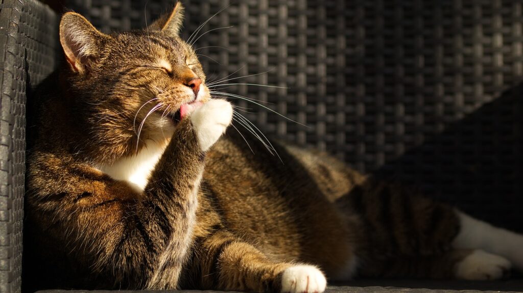 Cat Lick Clean Pet Animal Fur  - SimoneVomFeld / Pixabay