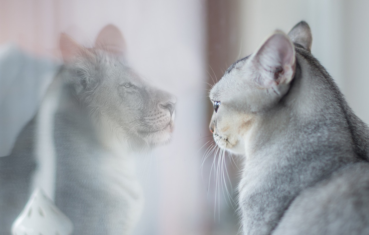 Cat Lion Mirror Image Myself - geralt / Pixabay