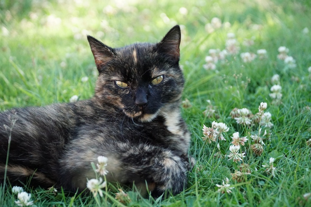 Cat Meadow Clover Eyes  - geoworld / Pixabay