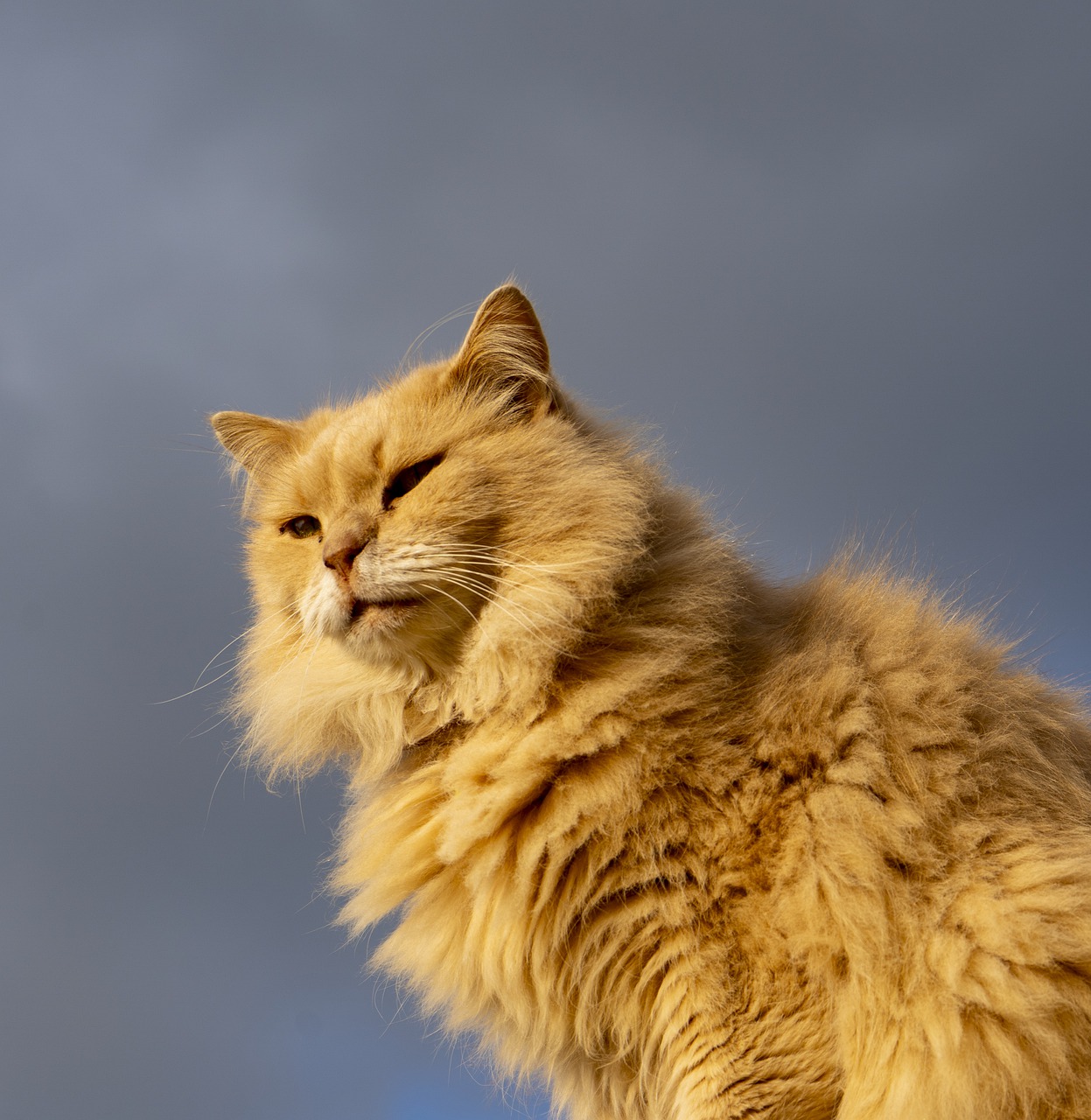 Cat Orange Cat Feline Pet Furry - Nicholas_Demetriades / Pixabay