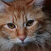Cat Persian Orange Persian Cat  - CruzArias / Pixabay