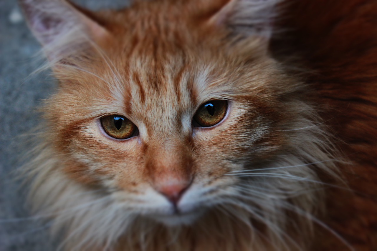 Cat Persian Orange Persian Cat  - CruzArias / Pixabay