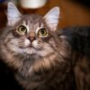 Cat Pet Animal Domestic Cat Feline  - rjcoona / Pixabay