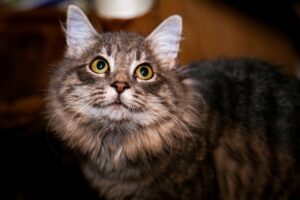 Cat Pet Animal Domestic Cat Feline  - rjcoona / Pixabay