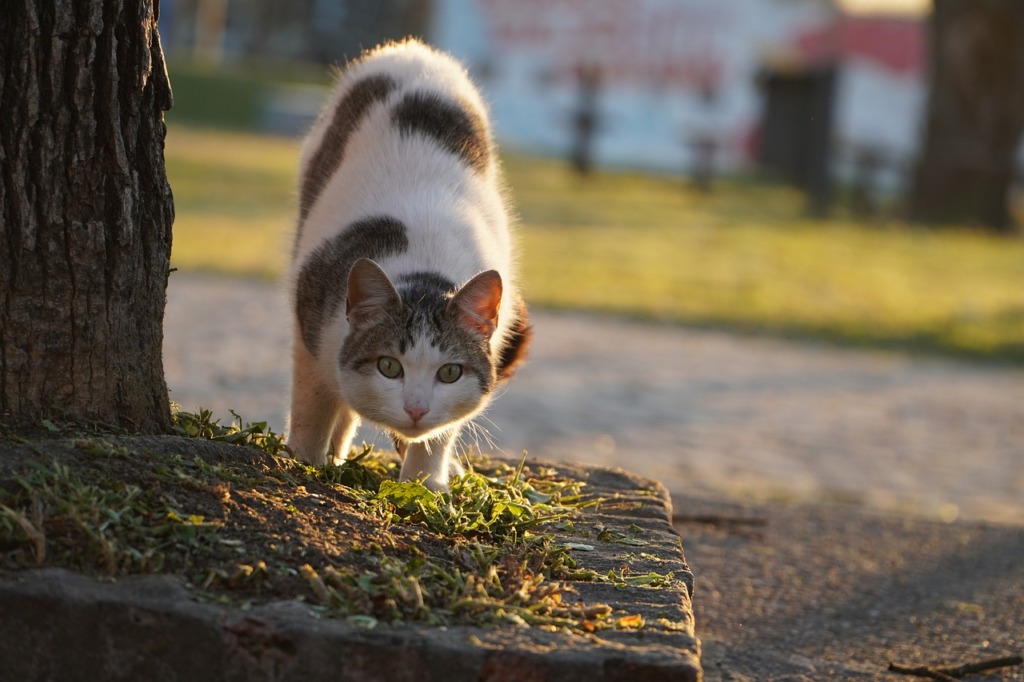 Cat Pet Animal Domestic Feline  - socialfeedmarketing / Pixabay