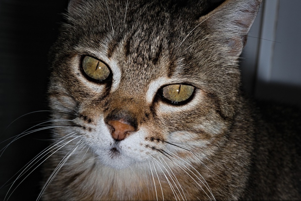 Cat Pet Animal Tabby Cat Whiskers  - dexmac / Pixabay