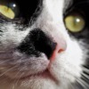 Cat Pet Feline Animal  - ivabalk / Pixabay