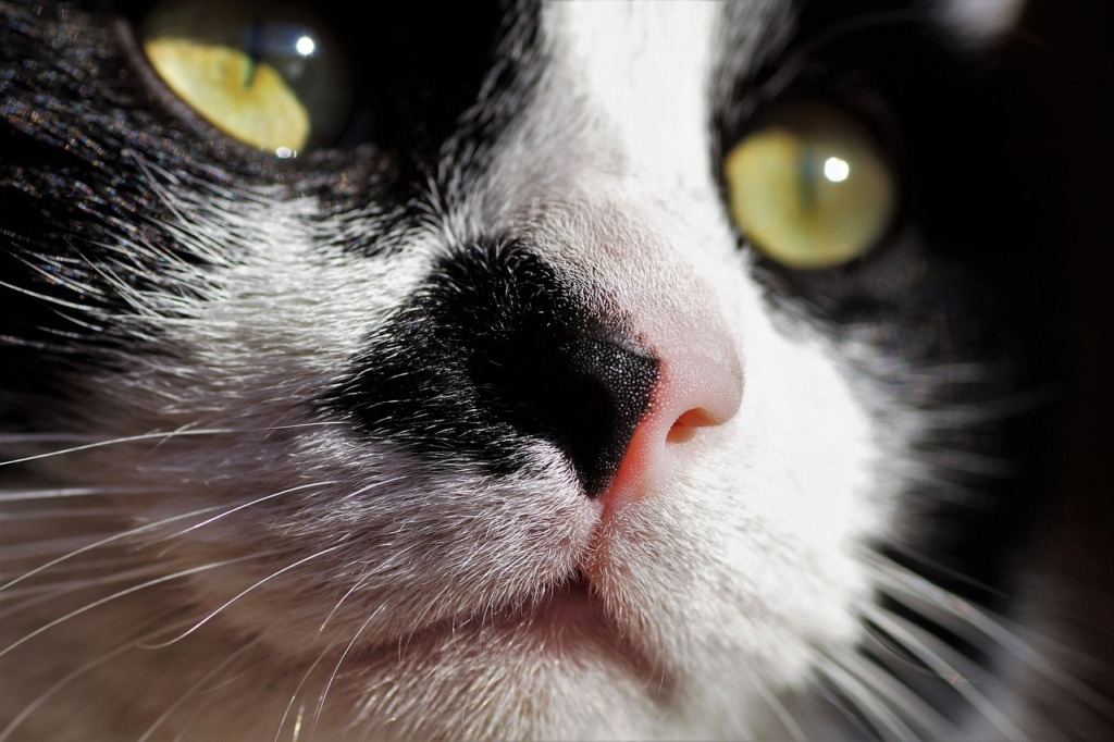 Cat Pet Feline Animal  - ivabalk / Pixabay