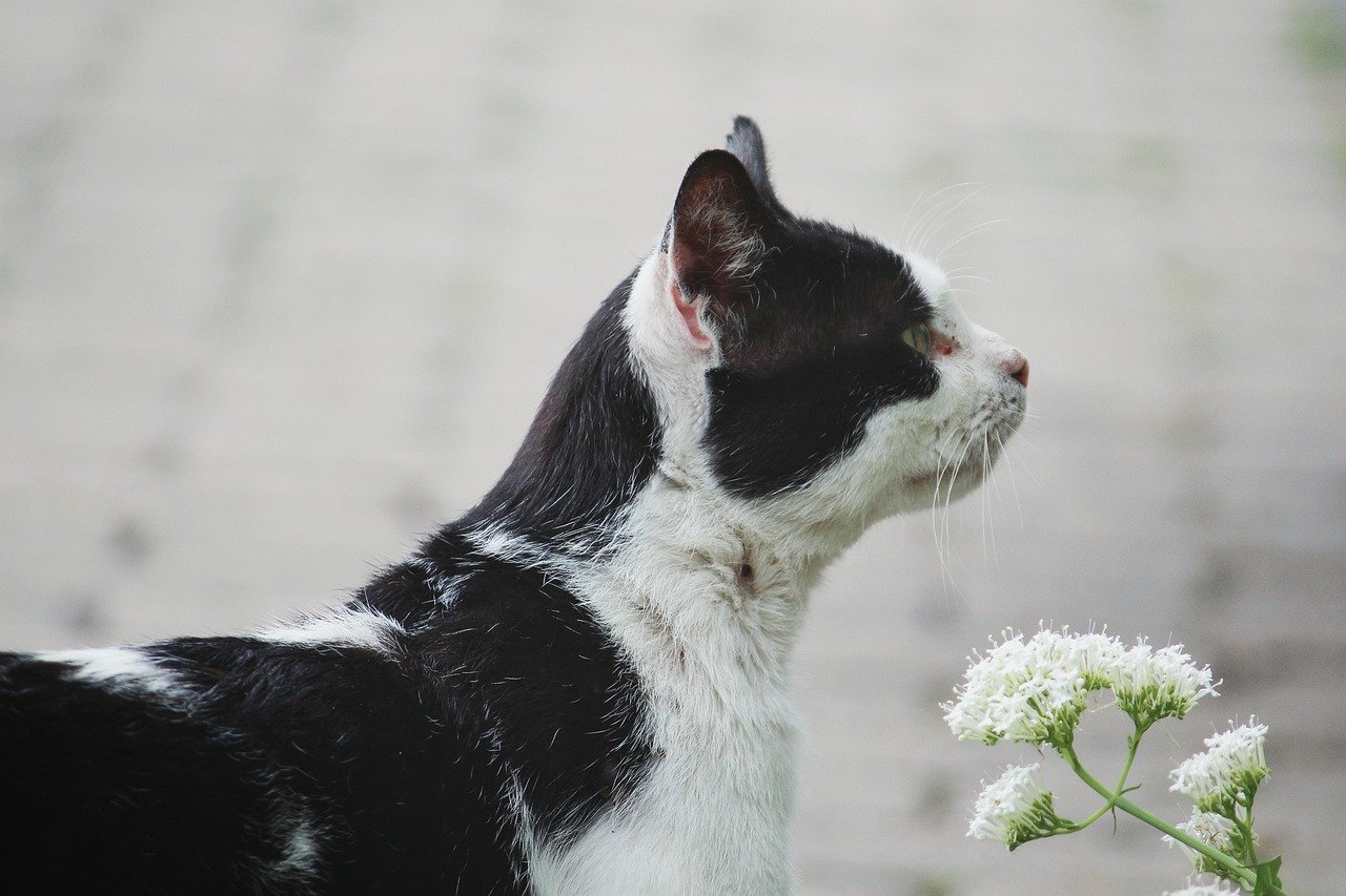 Cat Pet Feline Animal Fur - TanteTati / Pixabay