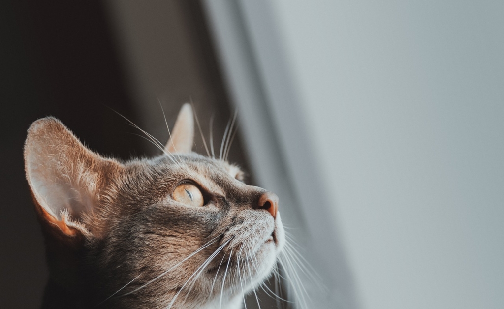 Cat Pet Feline Animal Fur Kitty  - PHOTIKUS / Pixabay