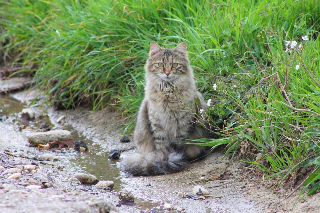 Cat Pet Feline Animal Fur Kitty  - semprepiusu03 / Pixabay