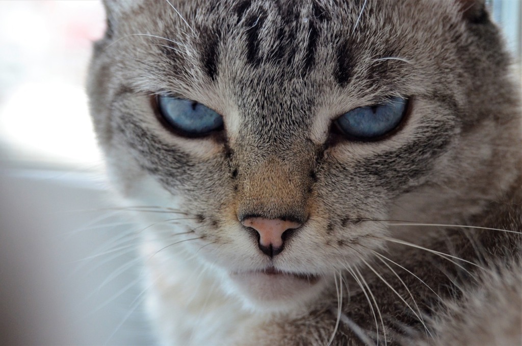 Cat Pet Feline Animal Fur Kitty  - Svetlana_Spec / Pixabay