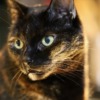 Cat Pet Feline Animal Fur Kitty  - Nennieinszweidrei / Pixabay
