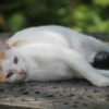 Cat Pet Feline Animal Fur Kitty  - AletheaK / Pixabay