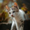 Cat Pet Feline Animal India  - k_k_martin / Pixabay