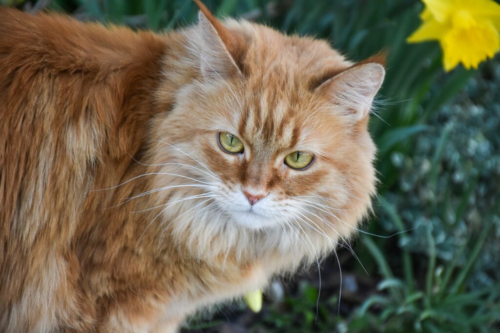 Cat Pet Maine Coon Tabby Cat Face  - RitaE / Pixabay