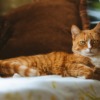 Cat Pet Sofa Couch Animal Feline  - RebaSpike / Pixabay