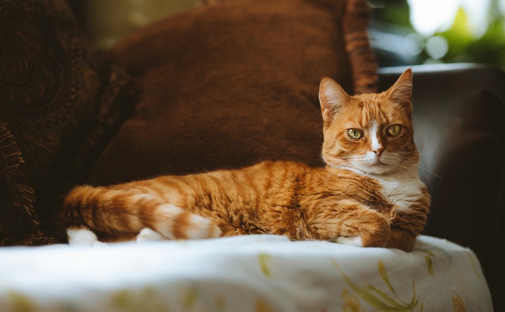 Cat Pet Sofa Couch Animal Feline  - RebaSpike / Pixabay