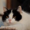 Cat Portrait Eyes Domestic Cat  - WFranz / Pixabay