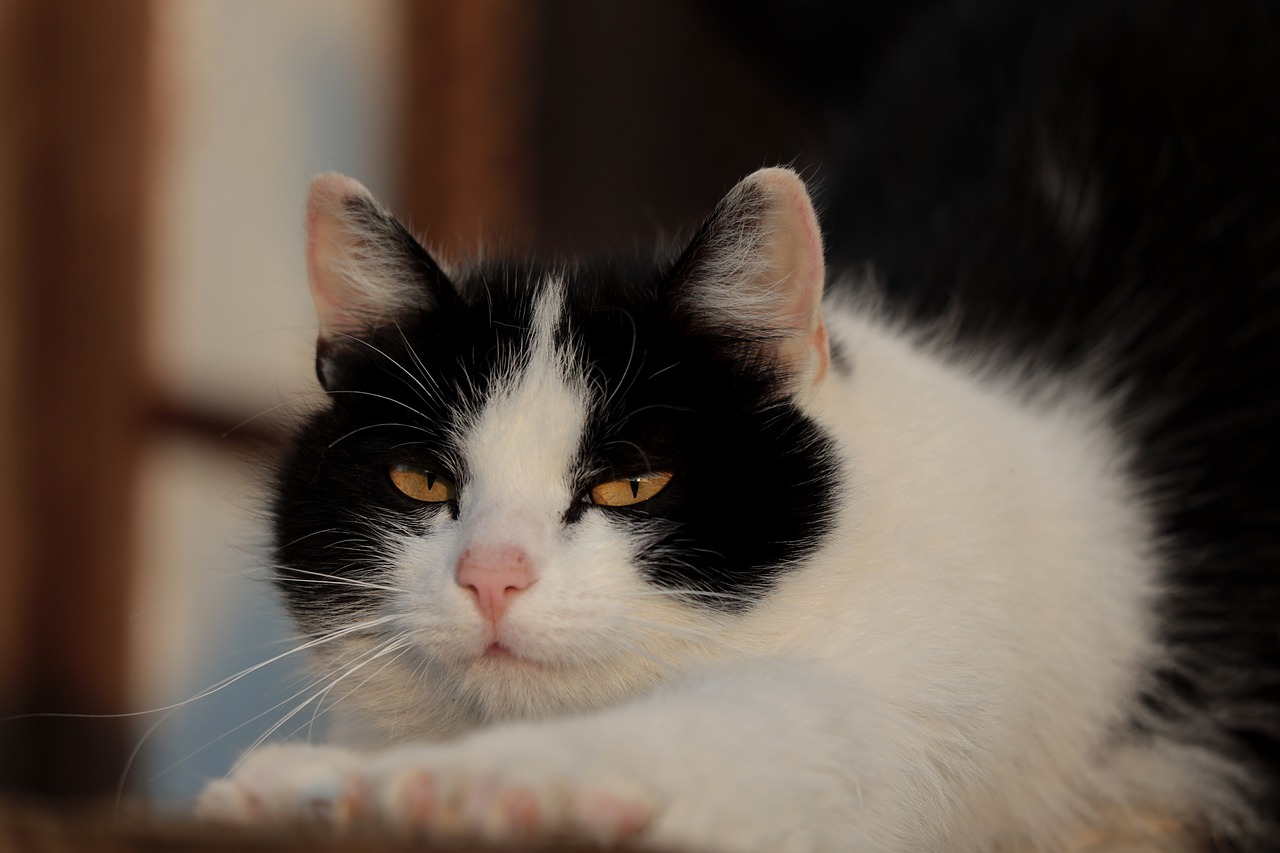 Cat Portrait Eyes Domestic Cat  - WFranz / Pixabay