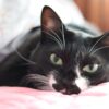 Cat S Eyes Cat Feline Kitty Pet  - mdtoast / Pixabay