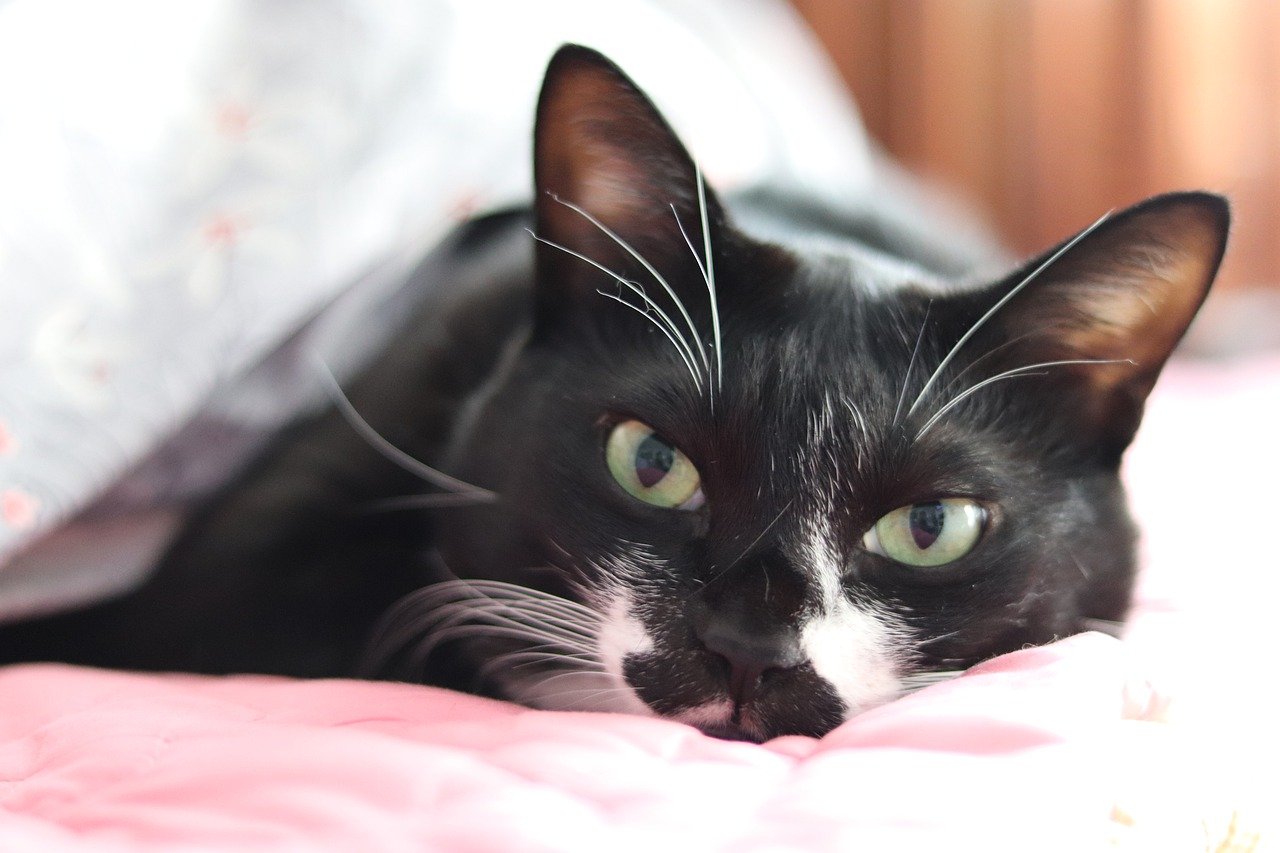 Cat S Eyes Cat Feline Kitty Pet  - mdtoast / Pixabay