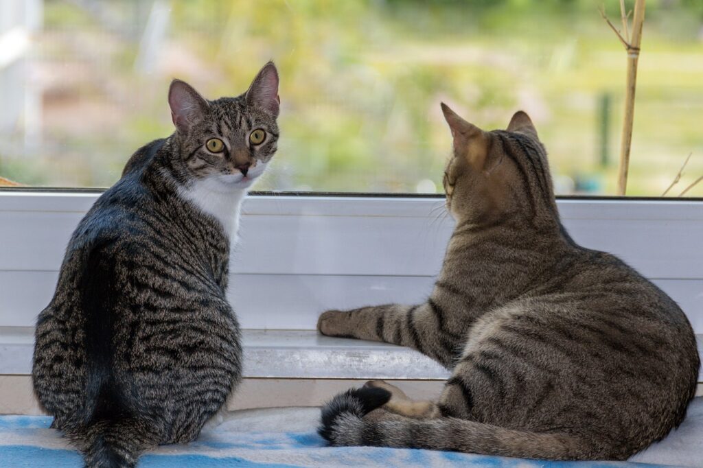 Cat Small Sitting Two Mackerel  - guvo59 / Pixabay