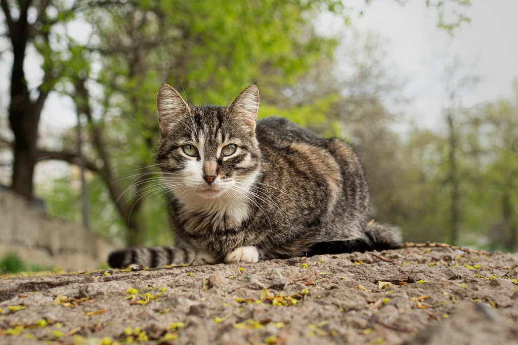 Cat Street Road Outdoors Mammal  - alex_dorohov / Pixabay