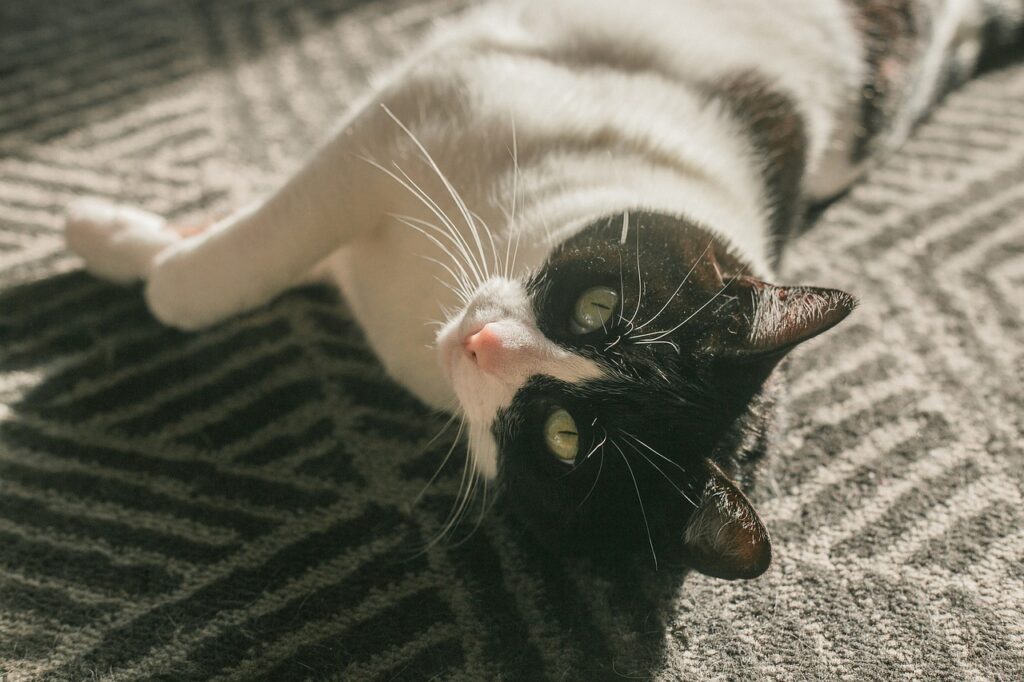 Cat Sun Sunbath Sun Bath Feline  - eduardovieiraphoto / Pixabay