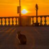 Cat Sunrise Sun Morning Sky  - ivaylost / Pixabay
