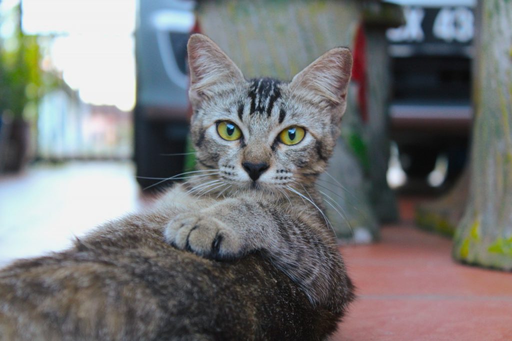 Cat Sweet Cute Young Pet Small  - Khairuddin_Kamaruzaman / Pixabay