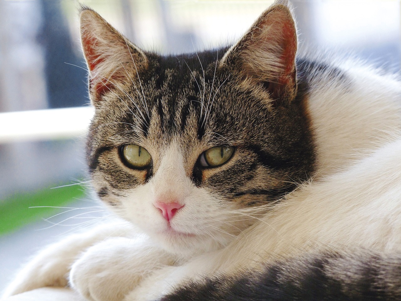 Cat Sweet Kitty Lie Relax  - Elstef / Pixabay