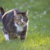 Cat Tabby Pet Animal Domestic Cat  - TheOtherKev / Pixabay