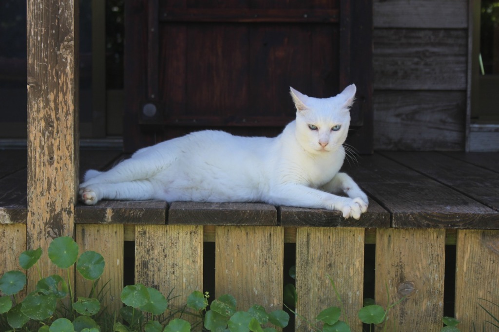 Cat The White Temple Okinawa  - daejeon2 / Pixabay