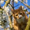 Cat Tree Cherry Tree Cherry Blossom  - ka_re / Pixabay