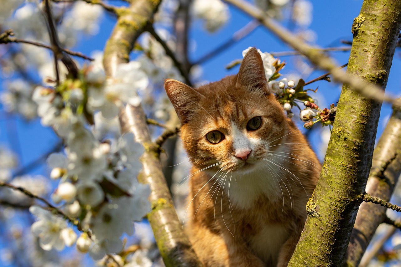 Cat Tree Cherry Tree Cherry Blossom - ka_re / Pixabay