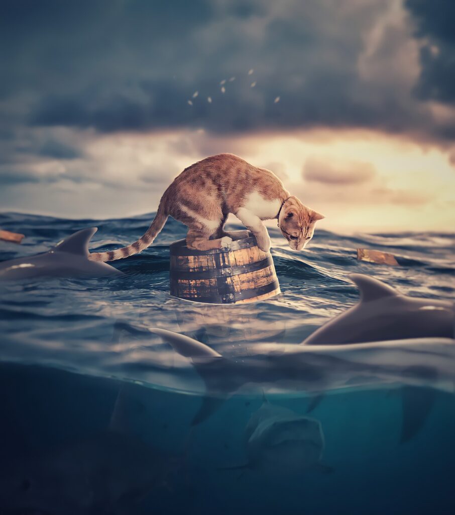 Cat Water Fantasy Floating Sharks  - creativeralph / Pixabay