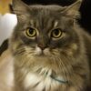 Cat Wonder Catty Grey Pet Animal  - Ri_Ya / Pixabay