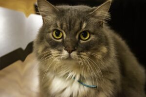 Cat Wonder Catty Grey Pet Animal  - Ri_Ya / Pixabay