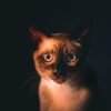 Cat Young Animal Curious Kitten  - FelixMittermeier / Pixabay