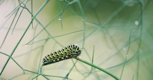 caterpillar dovetail macro close up 5113614