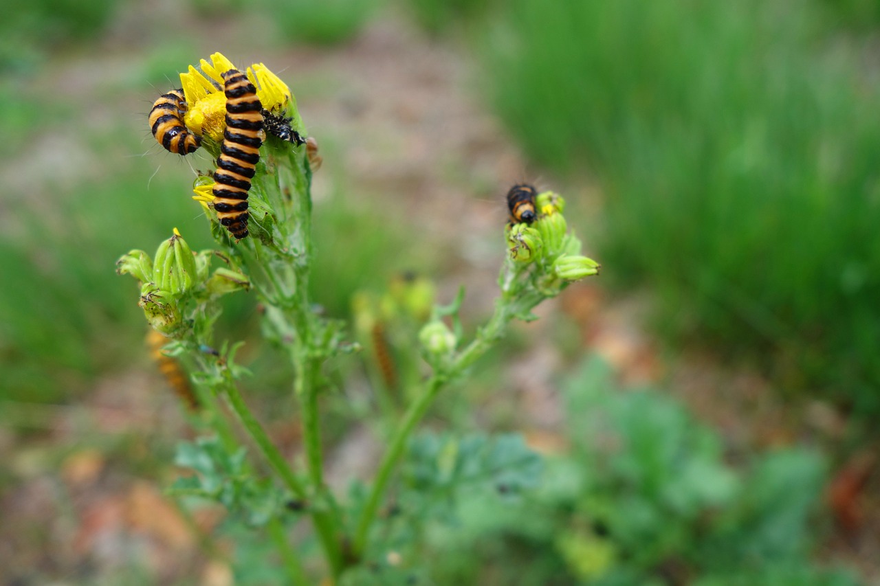 Caterpillars Insects Larvae - Taschii / Pixabay