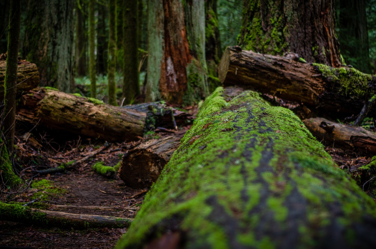 Cathedral Grove Bc Vancouver Island  - JoergRosenthal / Pixabay