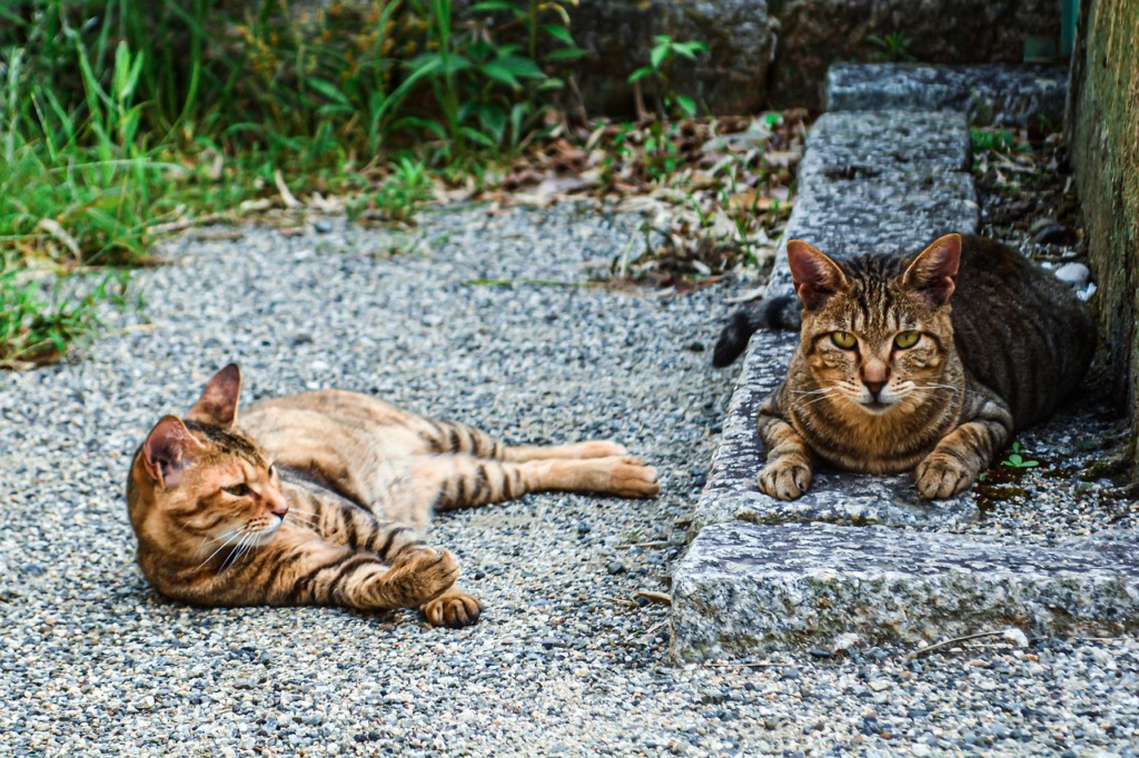 Cats Backyard Relaxing Pets  - yhp511 / Pixabay