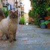 cats cat provence provencal france 4918019