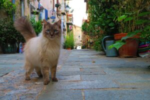 cats cat provence provencal france 4918019